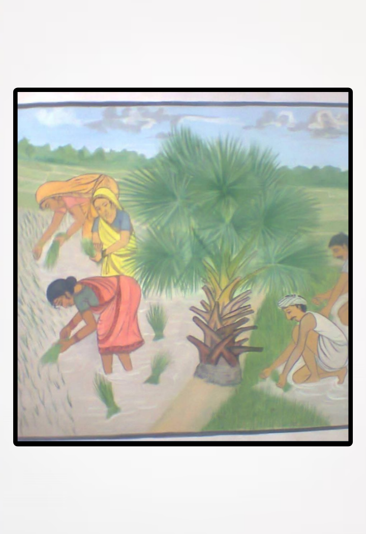 Traditional Paddy Farming Scene
